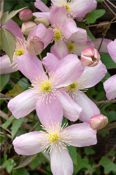 Clematis montana var. rubens