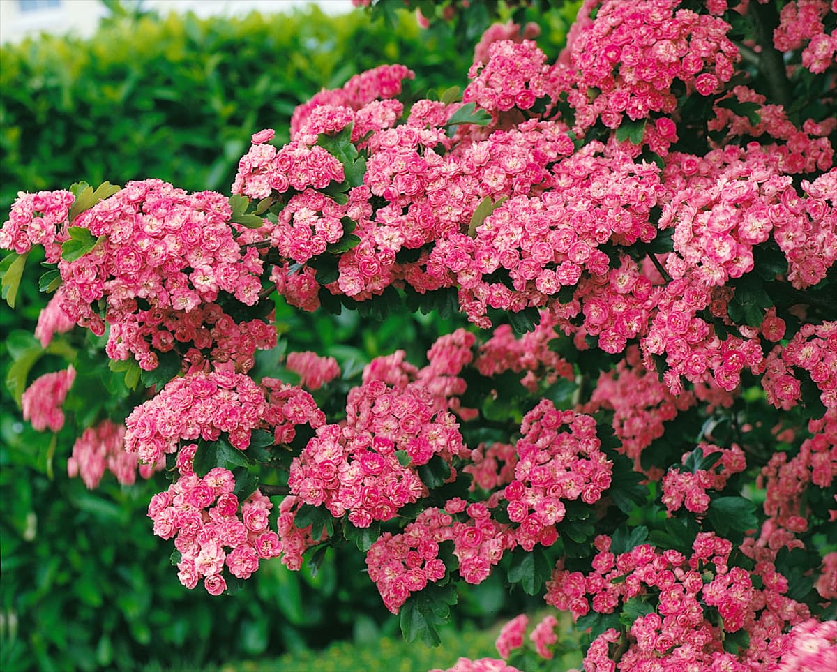Crataegus x media Paul's Scarlet