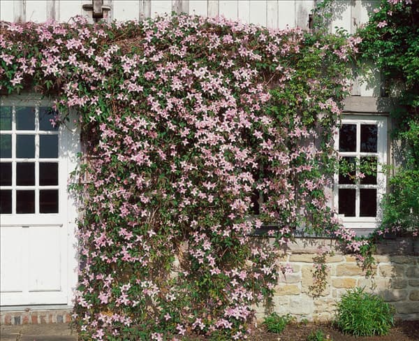 Clematis montana Elizabeth