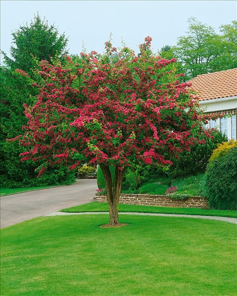 Crataegus x media Paul's Scarlet