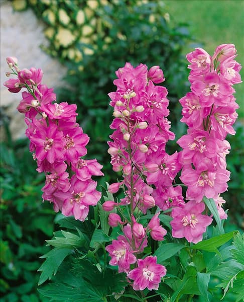 Delphinium pacific 'Astolat'