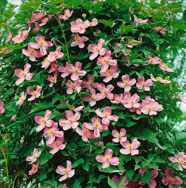 CLEMATIS MONTANA
