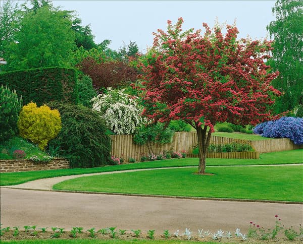 Crataegus x media Paul's Scarlet