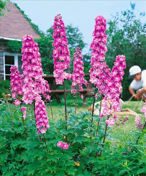 DELPHINIUM PACIFIC GIANT ASTOLAT