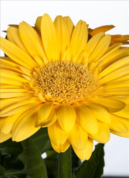 Gerbera