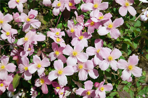 Clematis montana var. rubens
