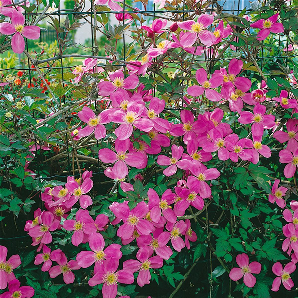 CLEMATIS MONTANA TETRAROSE