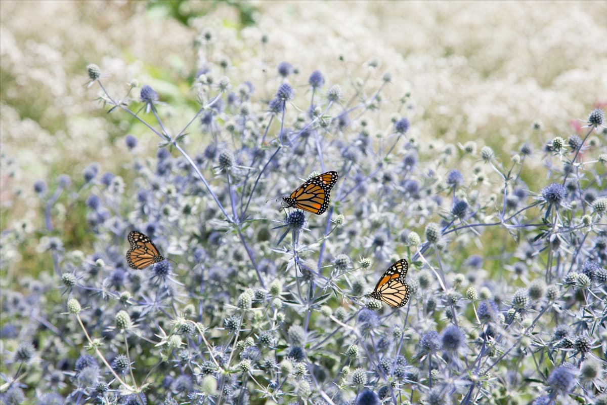 Eryngium planum mit Schmetterling