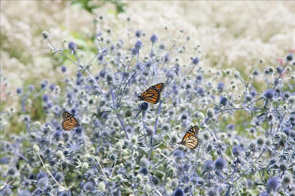 Eryngium planum mit Schmetterling