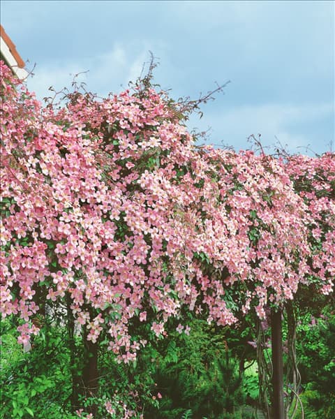 CLEMATIS MONTANA
