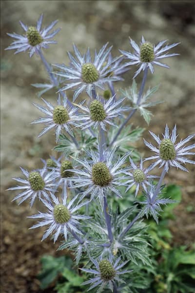 Eryngium planum Blue Glitter