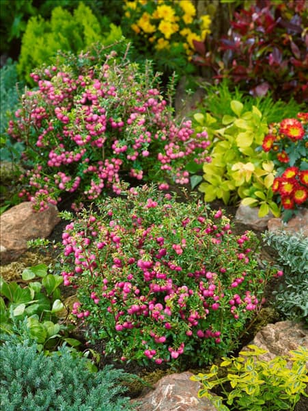 Gaultheria mucronata Violetta
