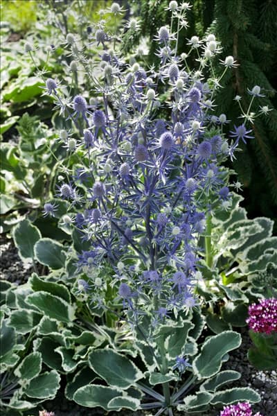 Eryngium planum Jade Frost