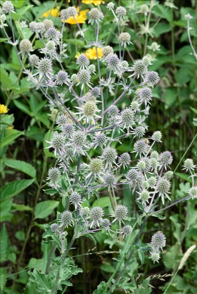 Eryngium planum Silver Salentino