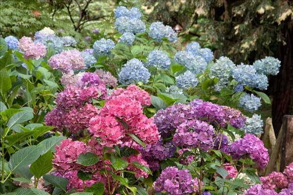 Hydrangea macrophylla
