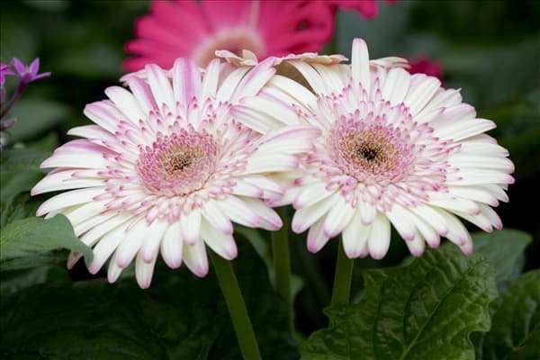 Gerbera