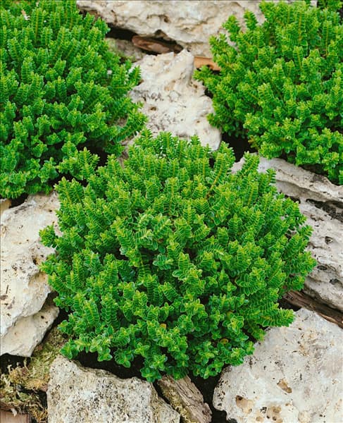 Hebe buxifolia Nana