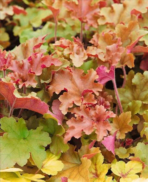Heuchera Marmelade PPAF
