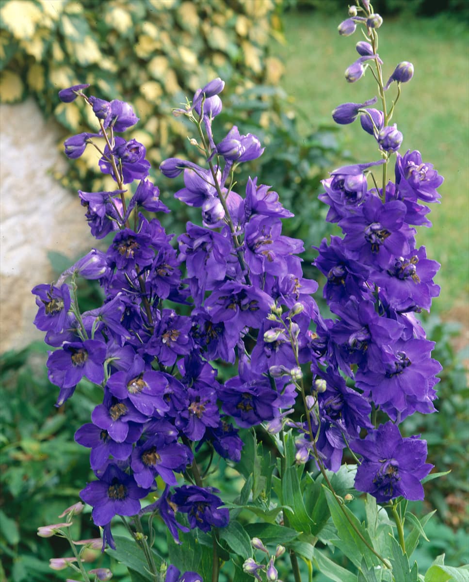 DELPHINIUM PACIFIC BLACK KNIGHT
