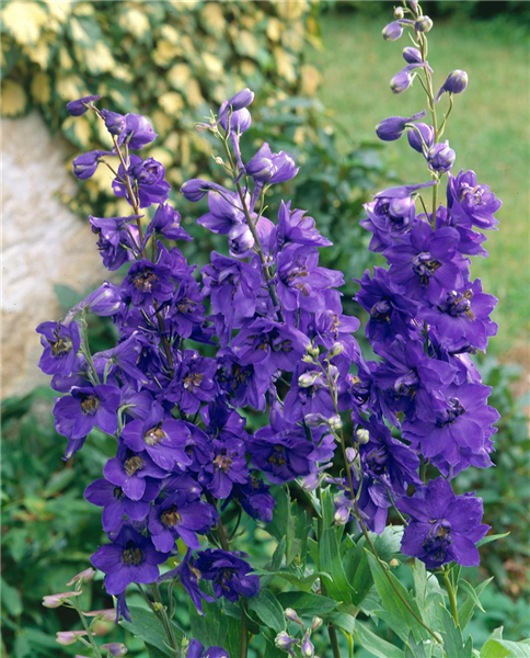 Delphinium pacific 'Black Knight'