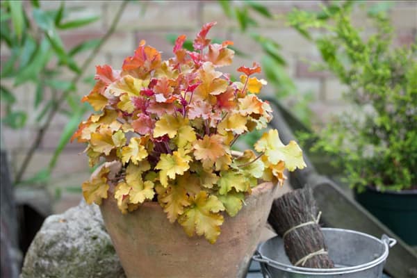 Heuchera Marmalade