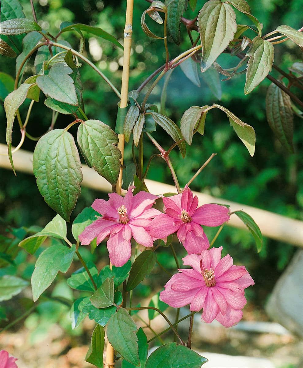 CLEMATIS BROUGHTON«S STAR