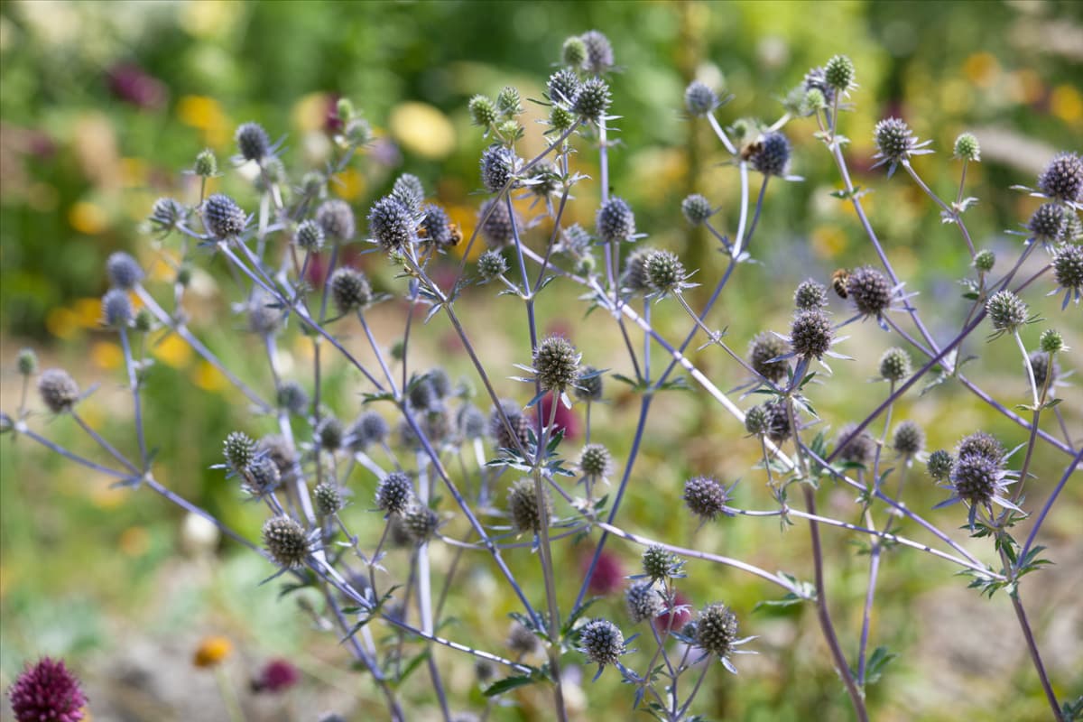 Eryngium planum Blaukappe