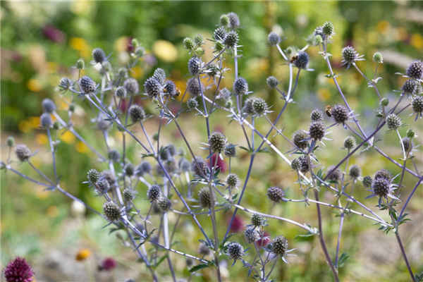Eryngium planum 'Blaukappe'