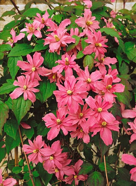 Clematis montana Broughton Star