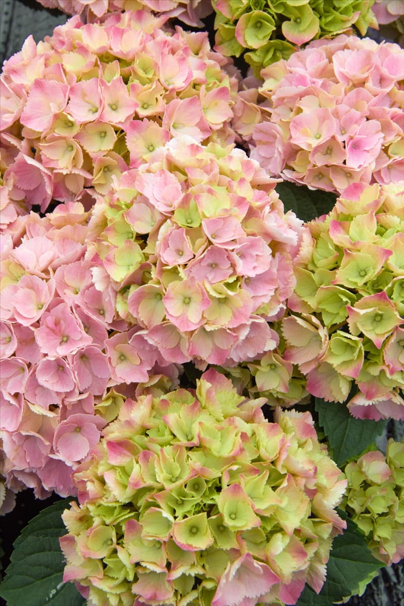 Hydrangea macrophylla Pink Sensation