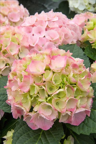 Hydrangea macrophylla Pink Sensation