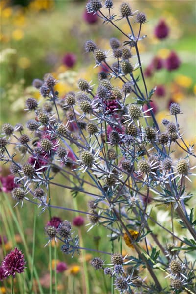 Eryngium planum Blaukappe