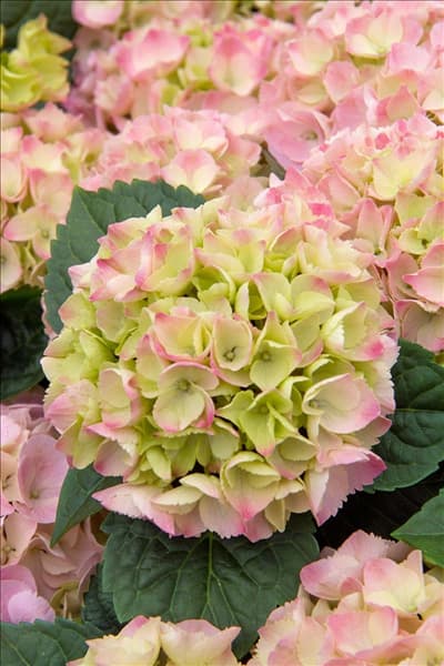 Hydrangea macrophylla Pink Sensation