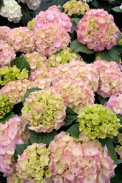 Hydrangea macrophylla Pink Sensation