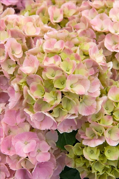 Hydrangea macrophylla Pink Sensation