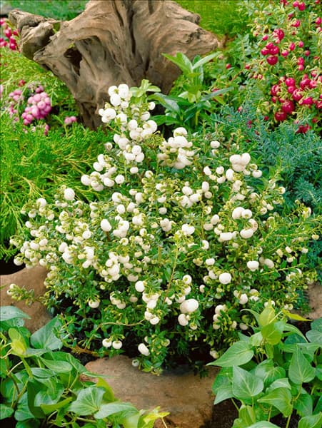 Gaultheria mucronata Alba