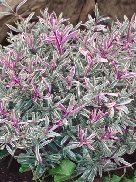 Hebe Frozen Flame