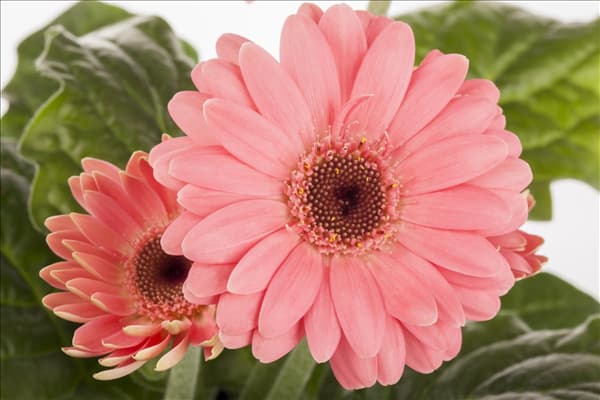 Gerbera