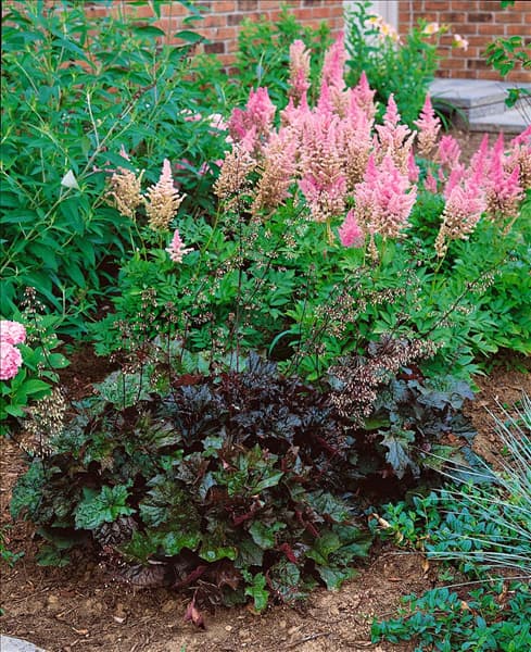 Heuchera micrantha Palace Purple