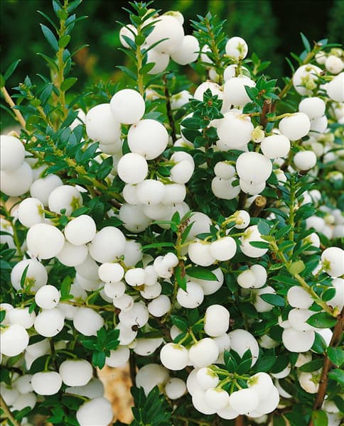Gaultheria mucronata Alba