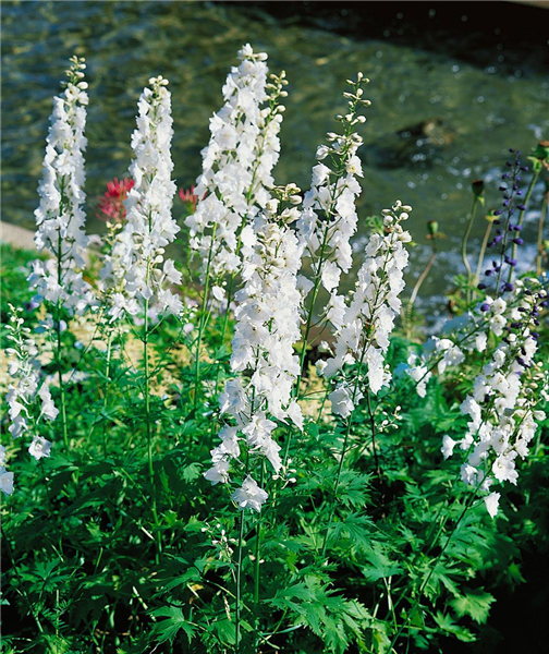 Delphinium Galahad