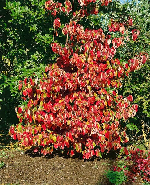 Cornus florida Rainbow in autumn