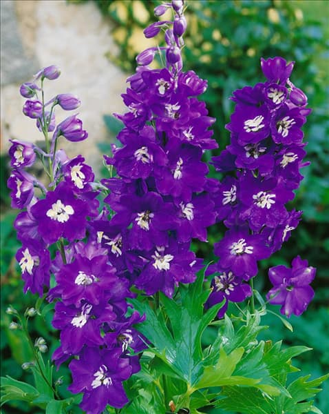 Delphinium Pacific-Grp. King Arthur