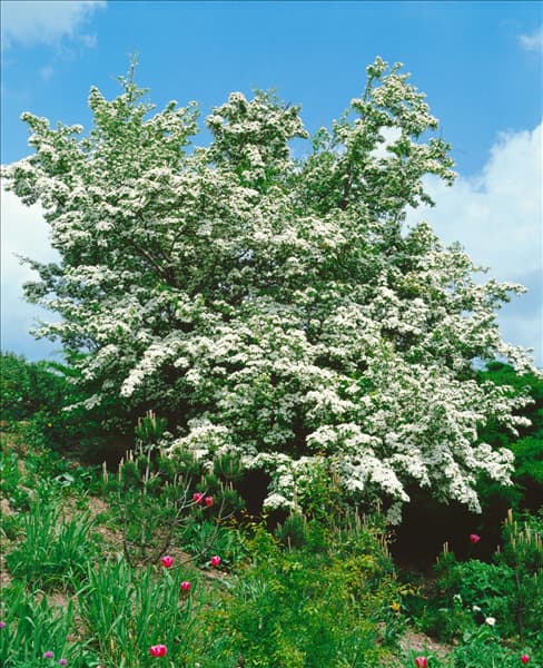 Crataegus monogyna