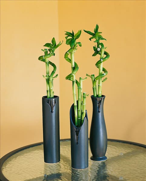 Dracaena sanderiana Lucky Bamboo