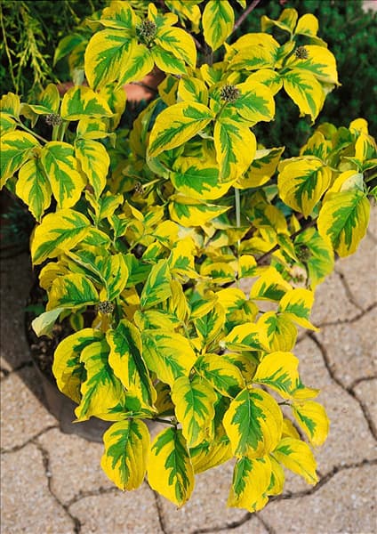 Cornus florida Rainbow