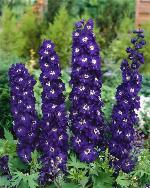 Delphinium Pacific-Grp. King Arthur