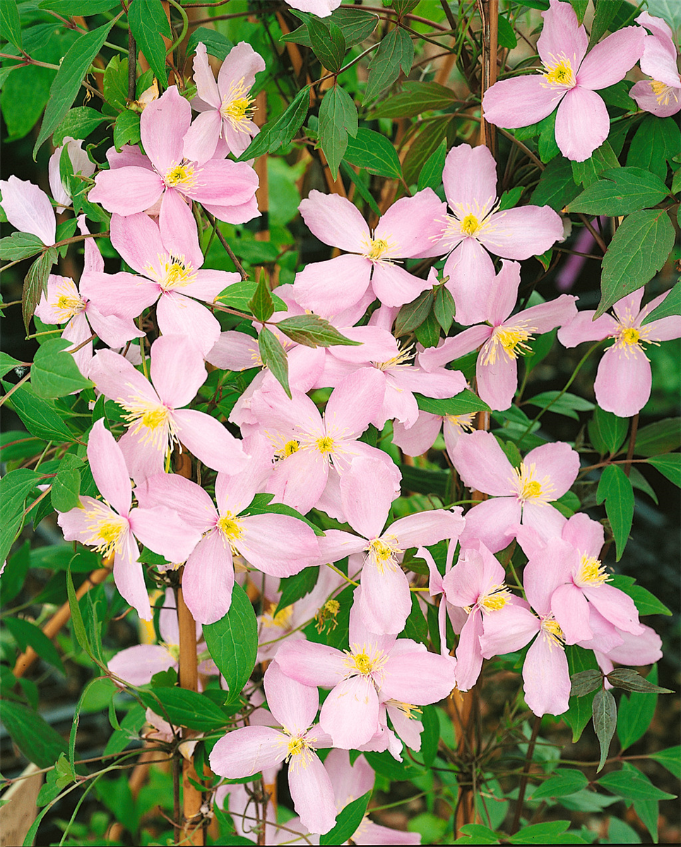 CLEMATIS MONTANA FRAGRANT SPRING