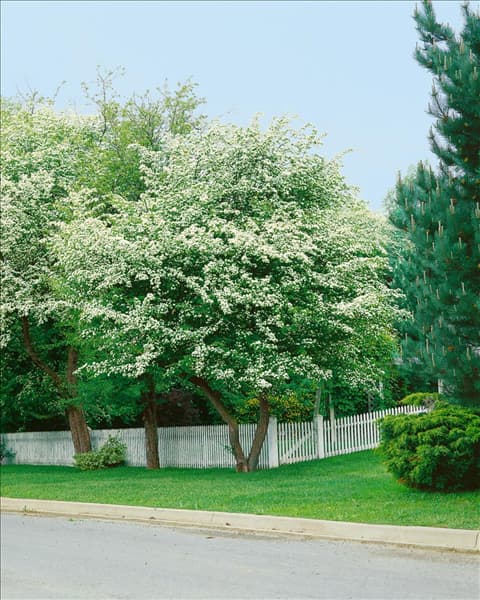 Crataegus monogyna