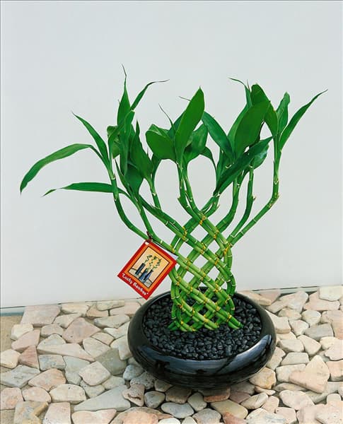 Dracaena sanderiana Lucky Bamboo